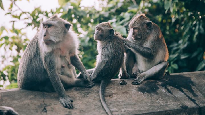 three monkeys on a wall grooming each other