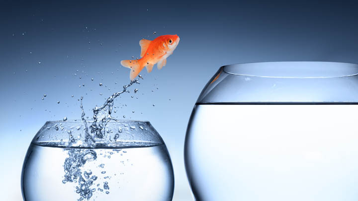 Goldfish jumping from one bowl to bigger bowl